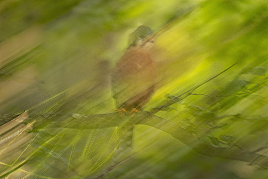 bird green light painting