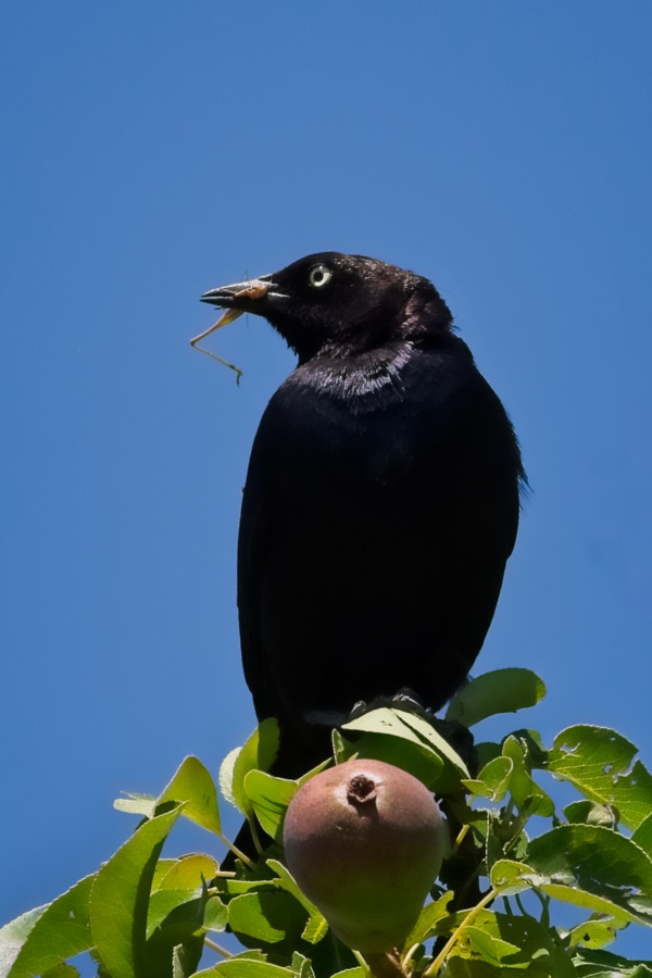 brewer's blackbird