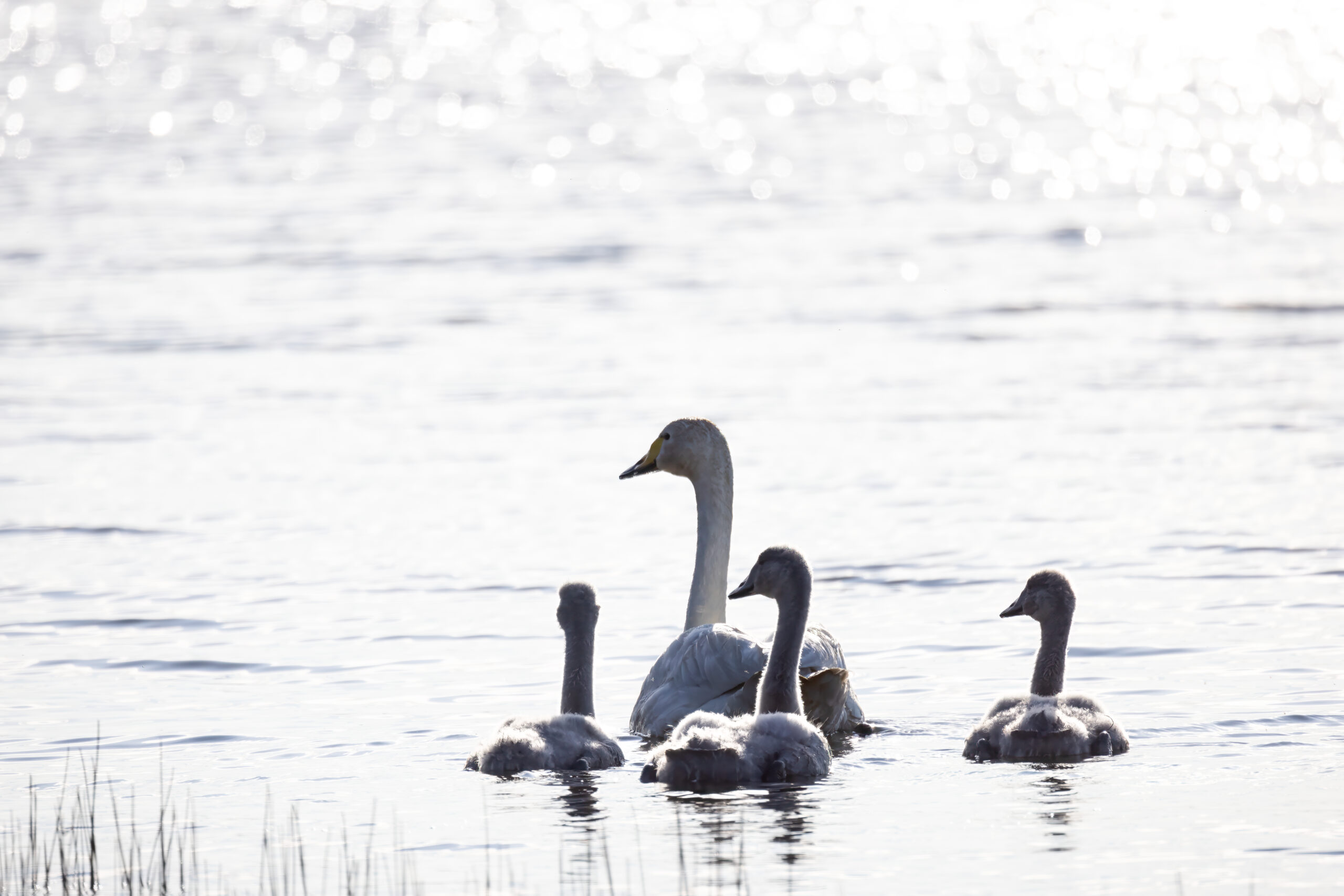 ducks on a lake