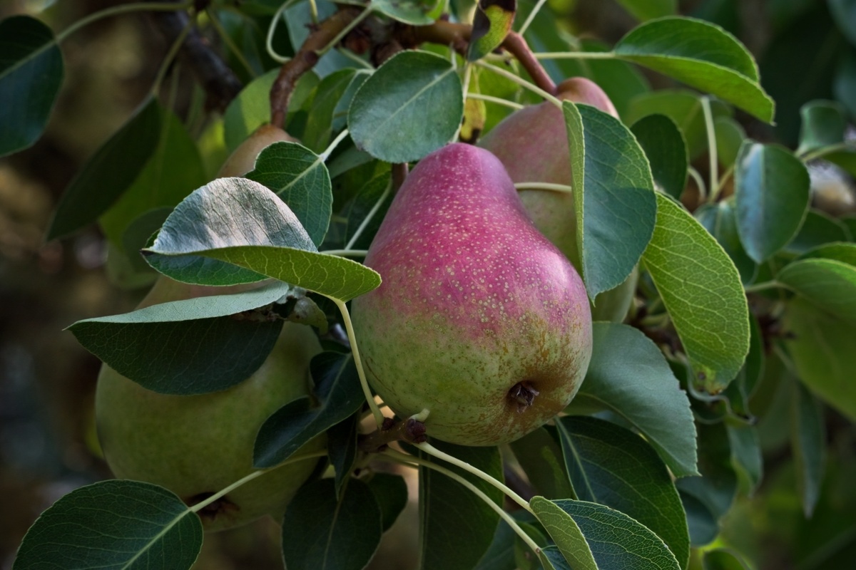 red and green pear