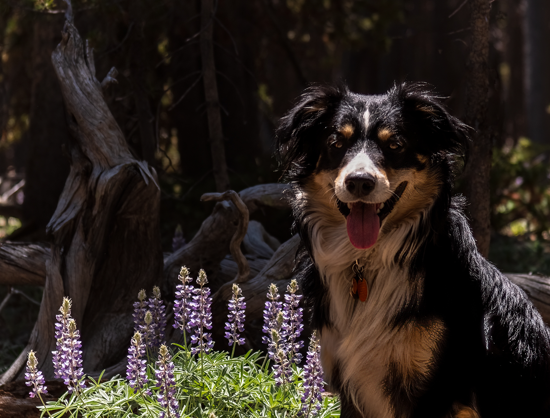 dog portrait