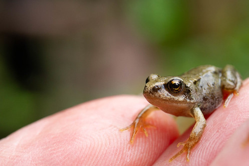 tiny frog on the palm