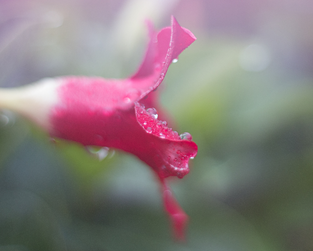 fuschia shallow depth of field