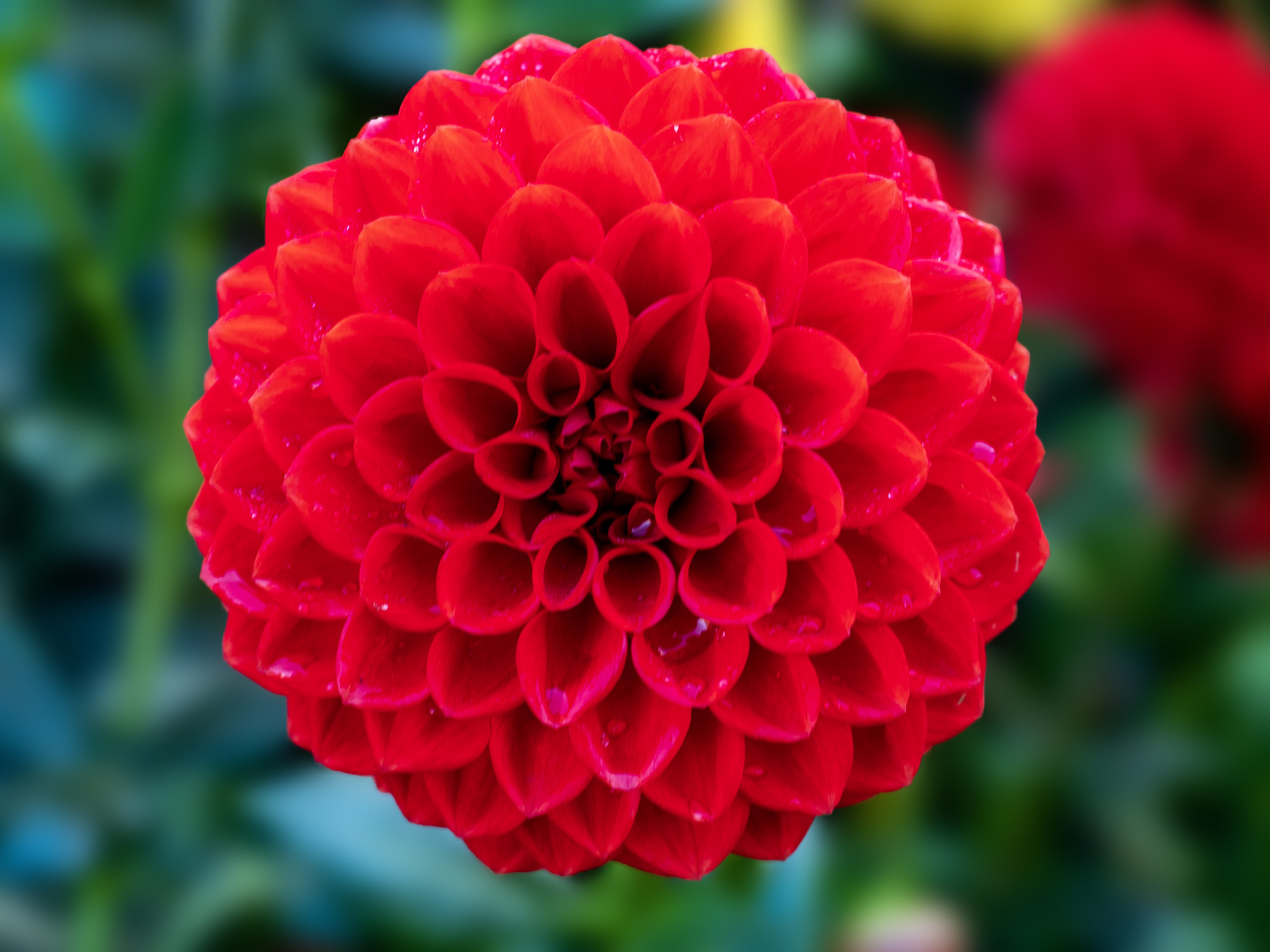 red round flower symmetry