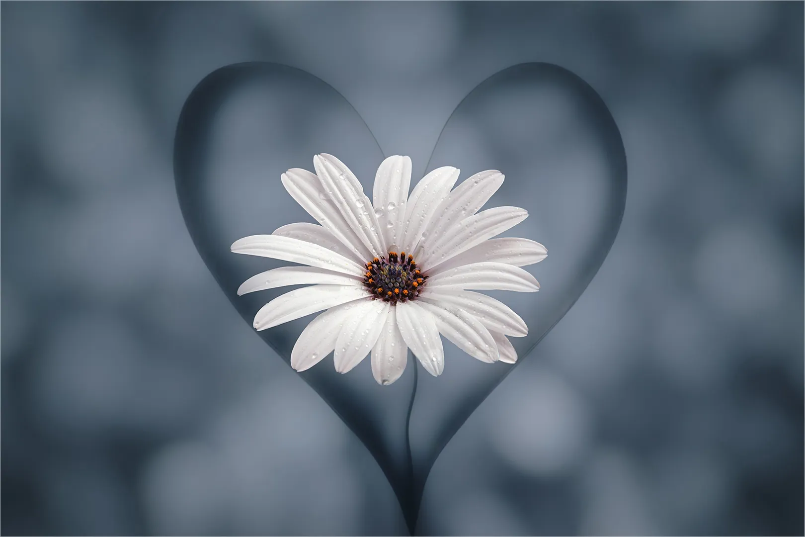 white flower in a heart