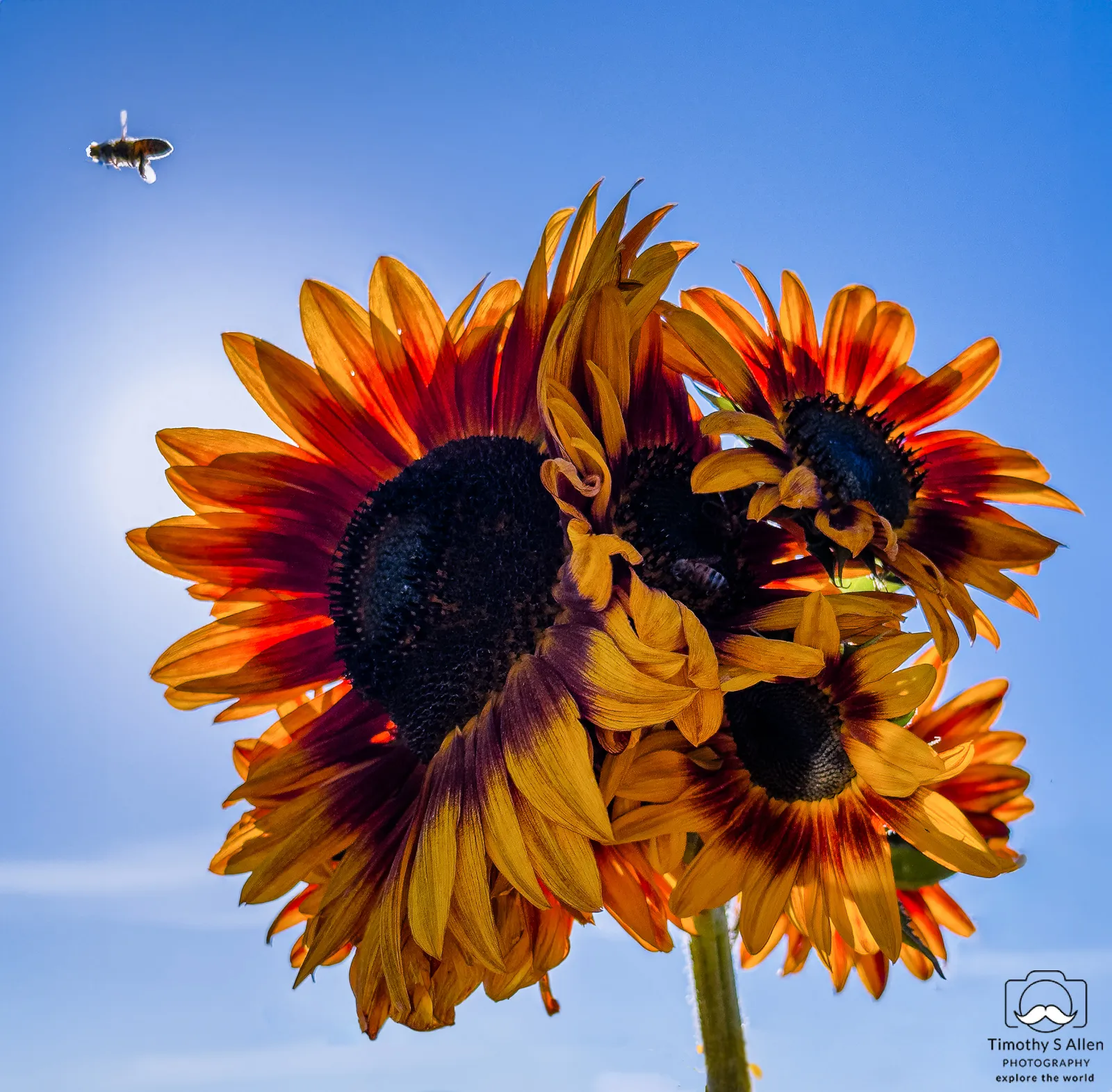 sunflower and bee