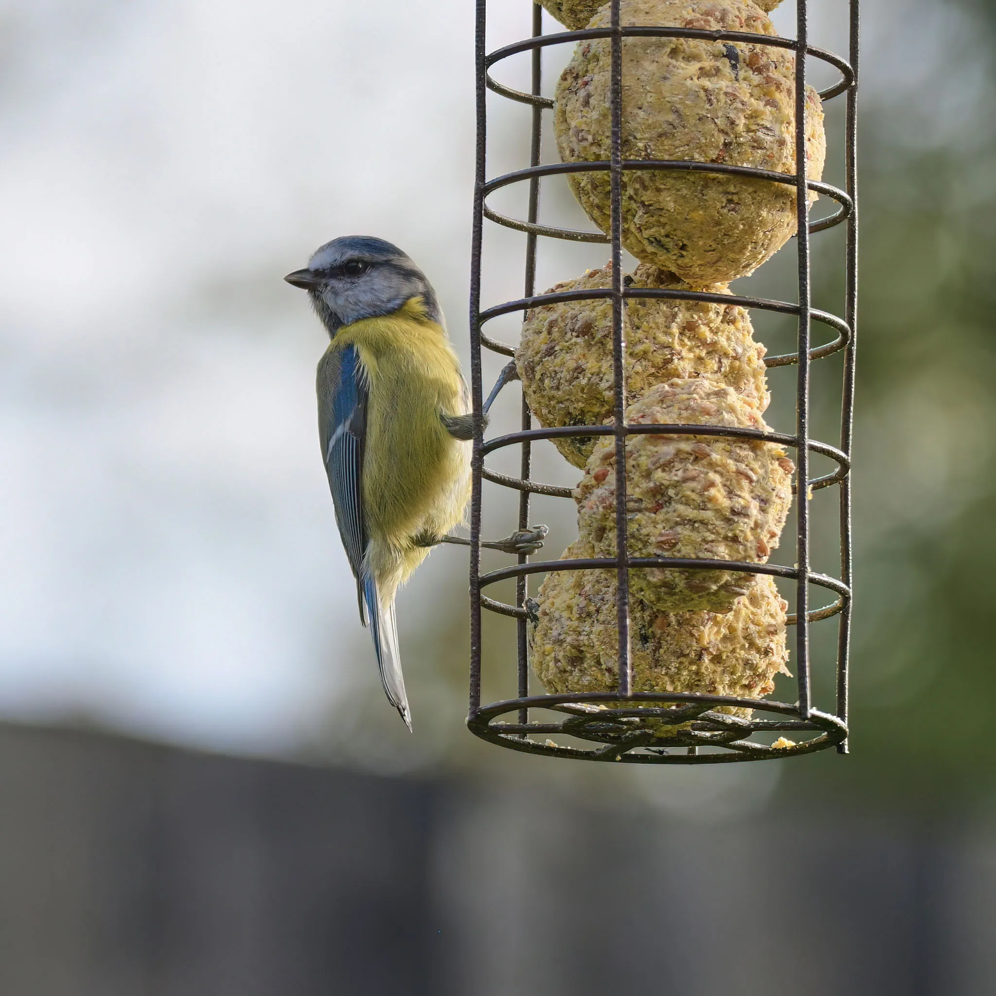 cute bird closeup