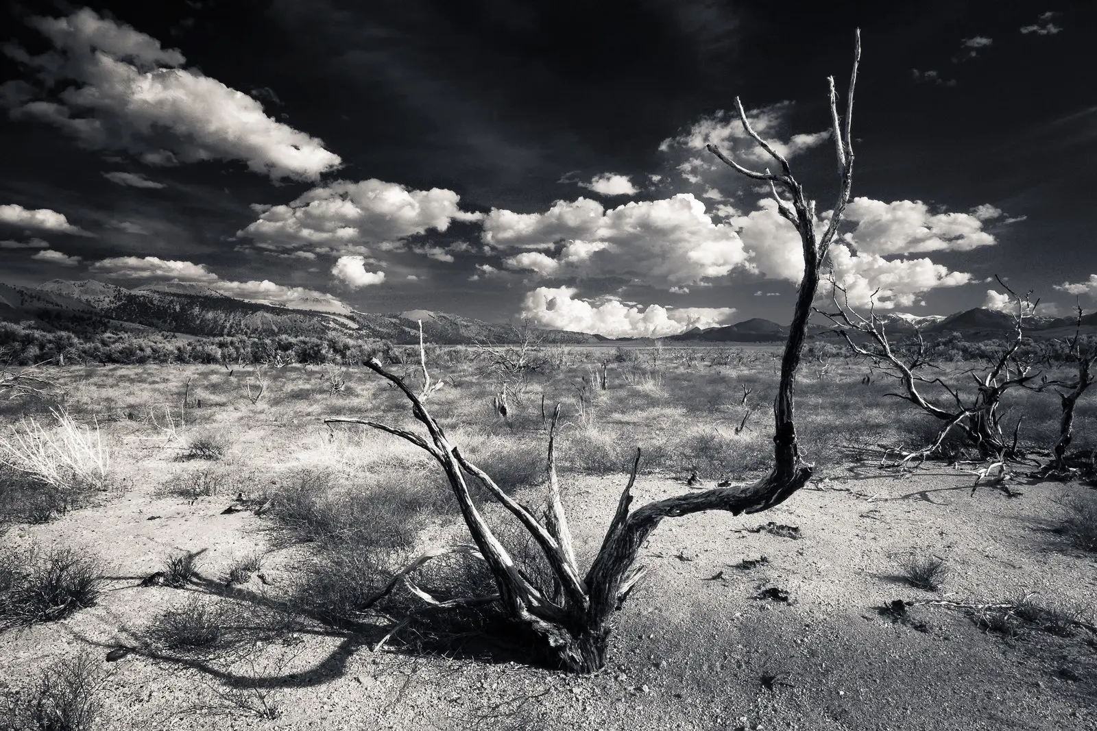 15 Amazing Black & White Landscape Photos That Will Leave You in Awe