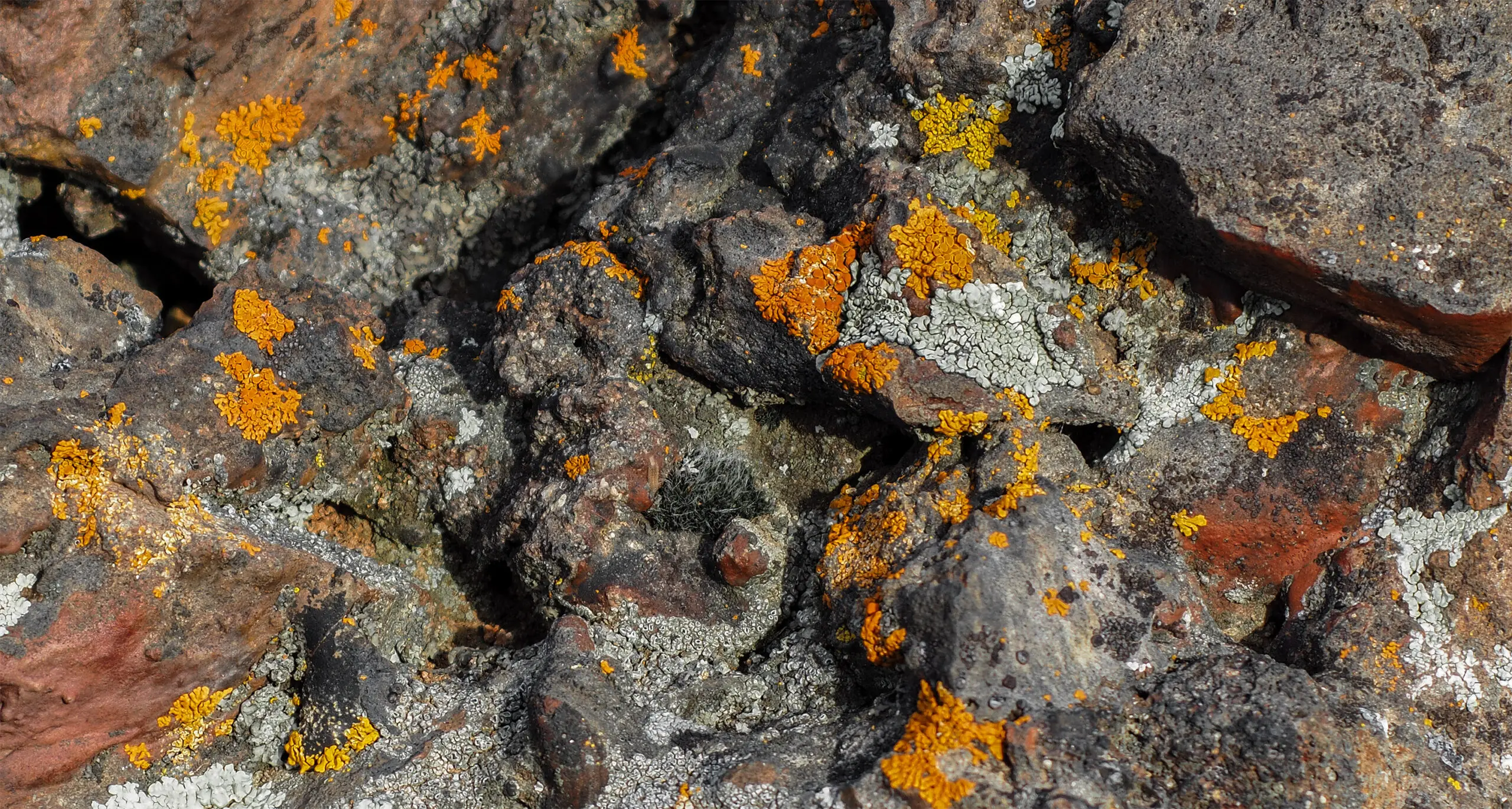 crustose lichen