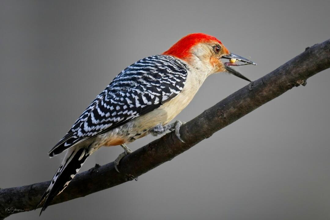 woodpecker on the branch