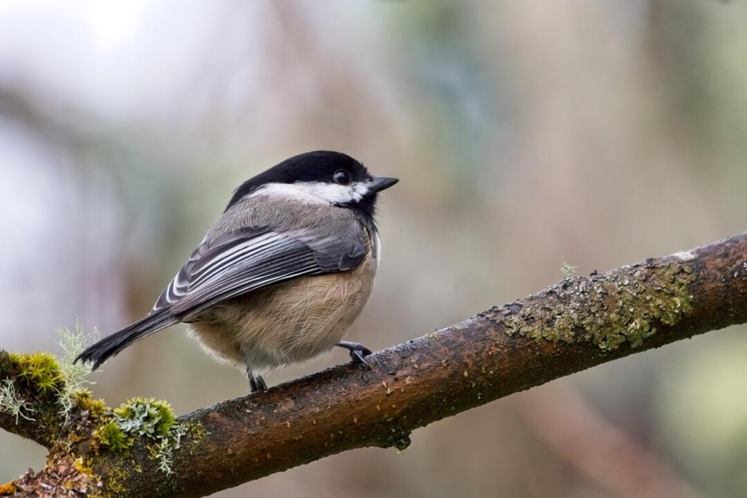 black-capped chickadee