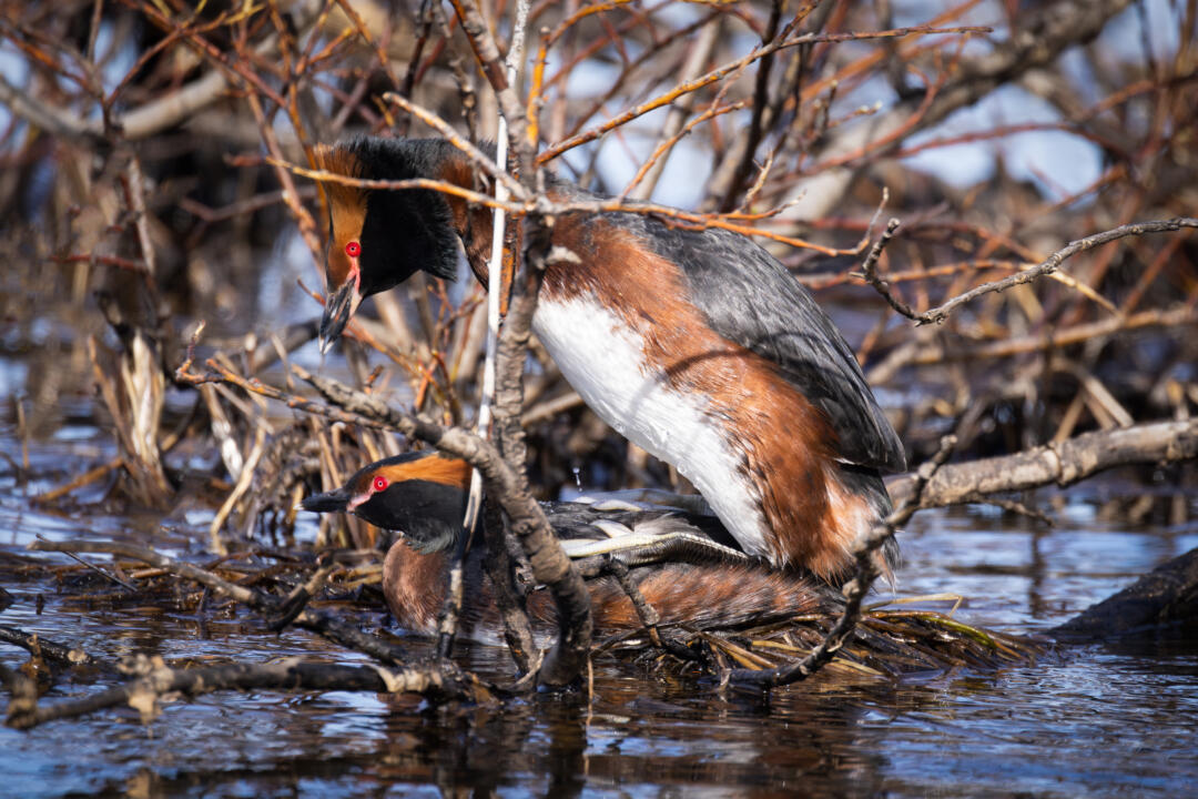 bird grebes mating shot