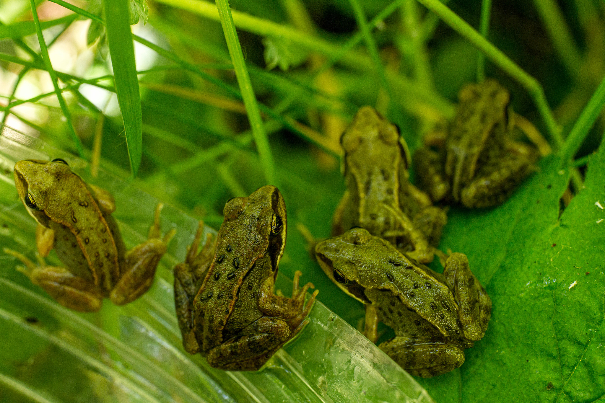 batch of frogs