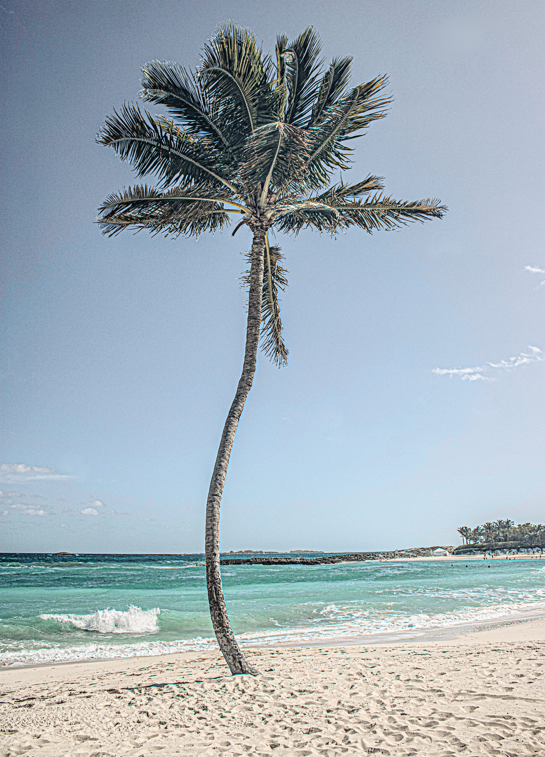 tall palm beach
