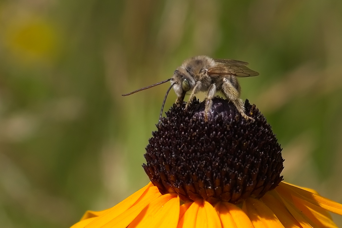 bee on a flower closeup