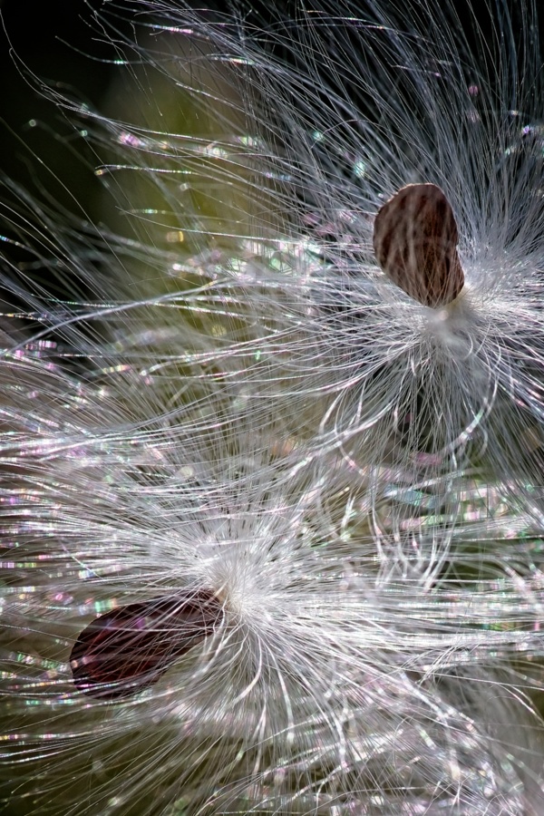 milkweed