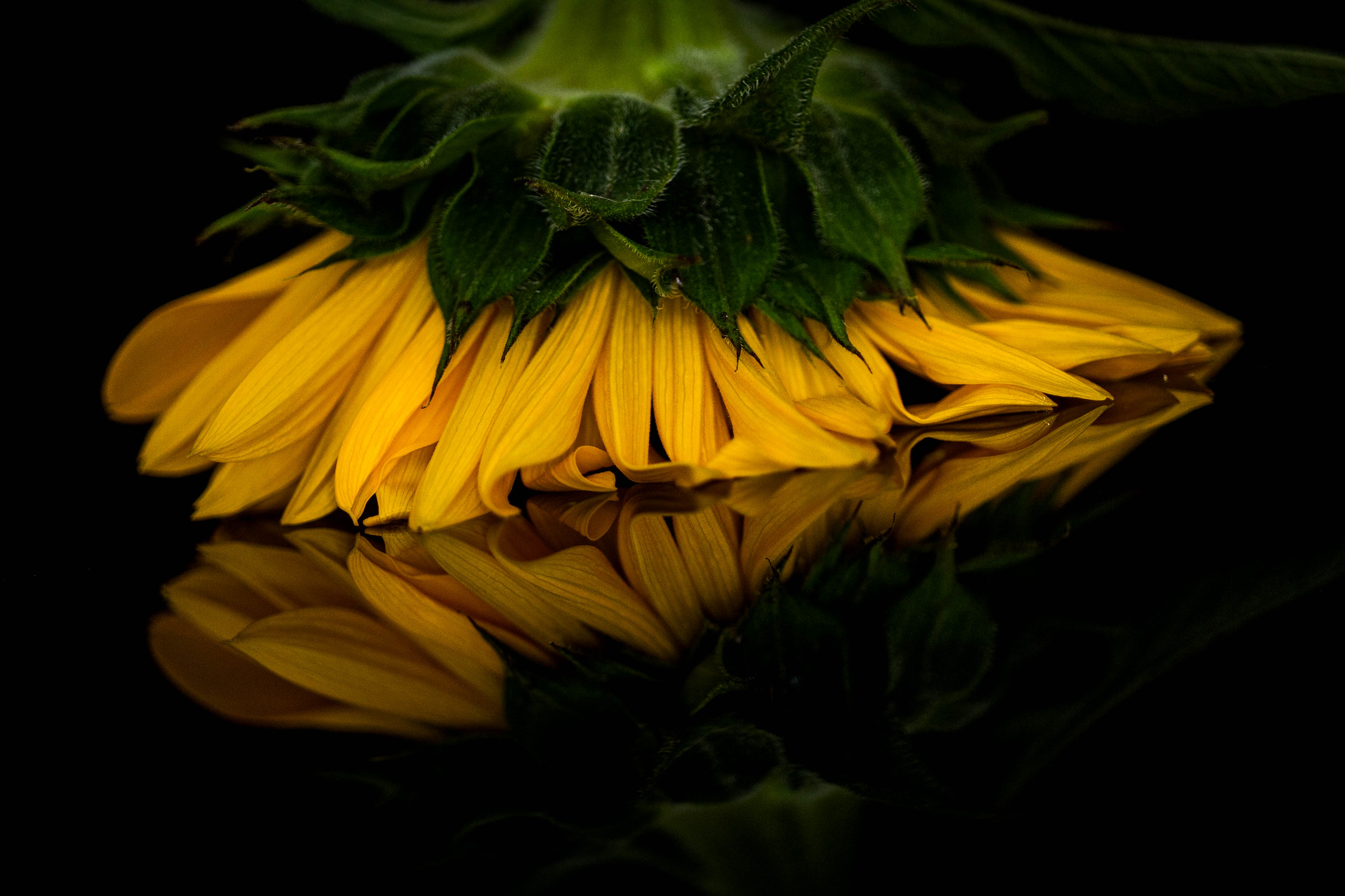 sunflower reflection