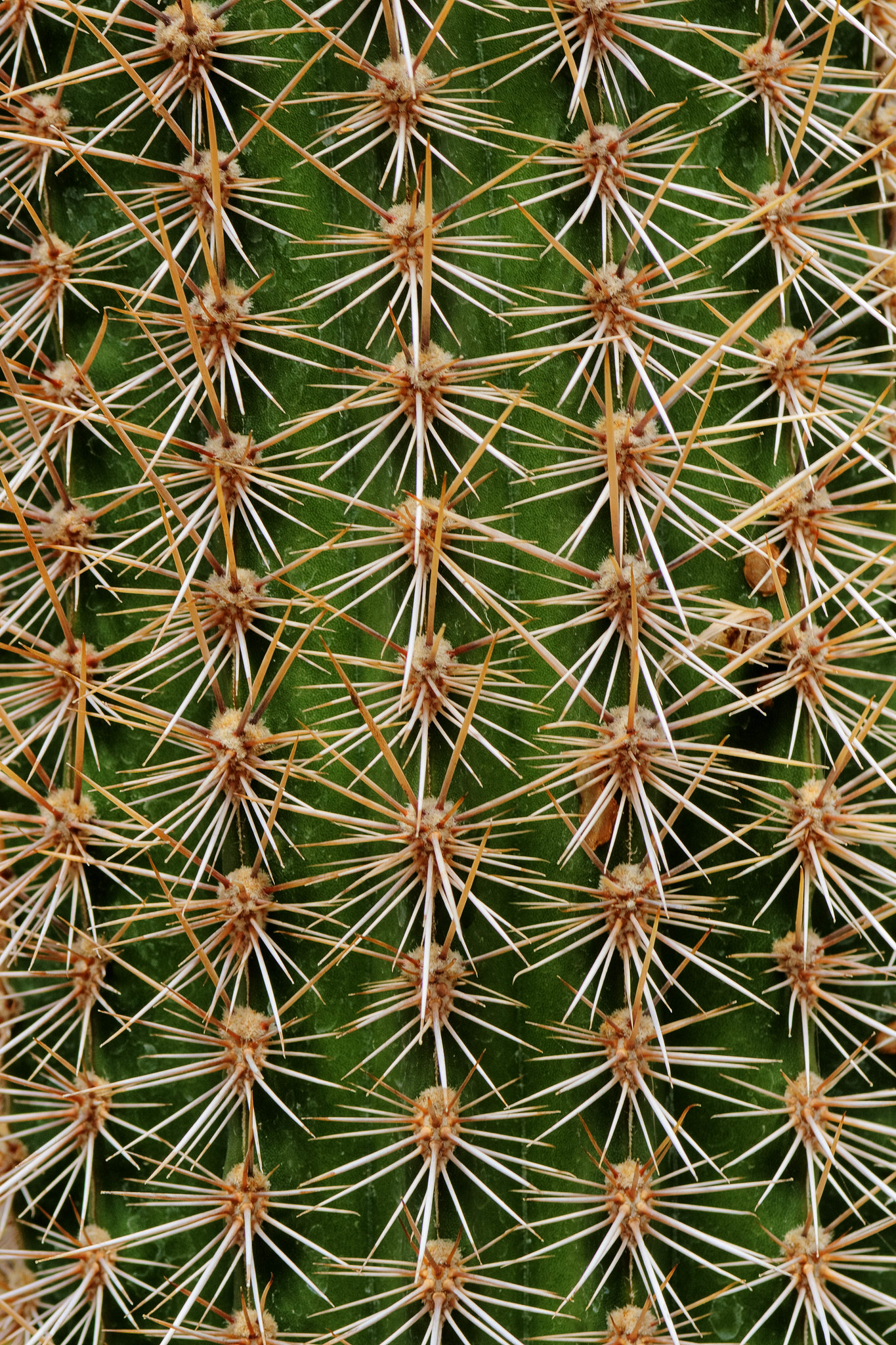 cactus symmetrical