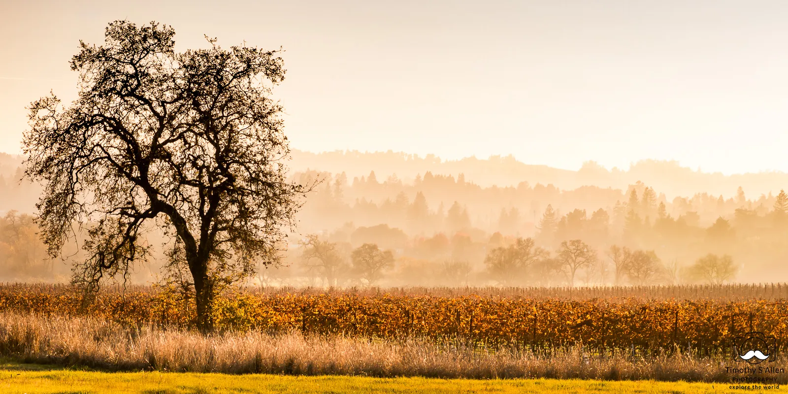 autumn hazy landscape