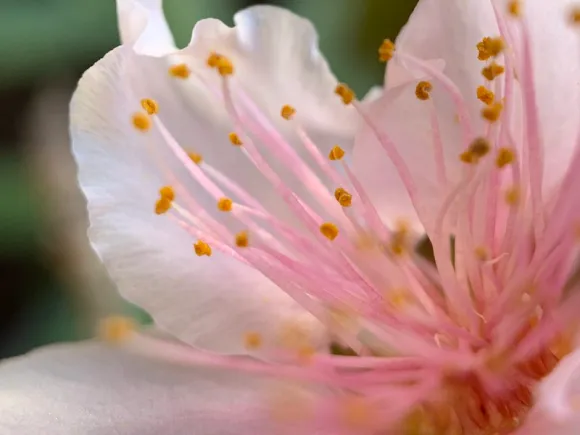 pink white flower closeup