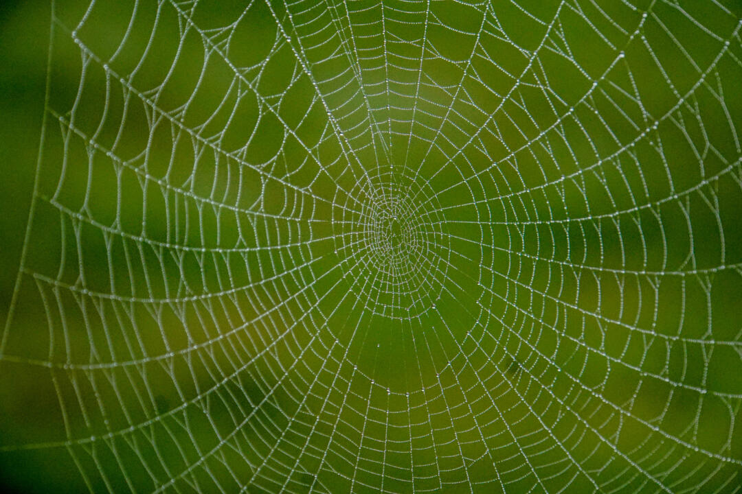 cobweb with green background