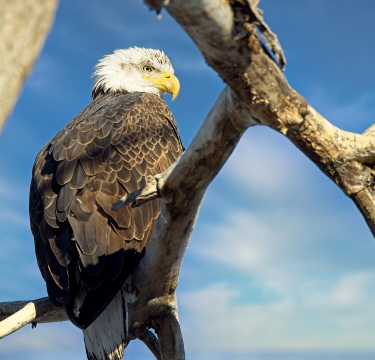 bald eagle closeup