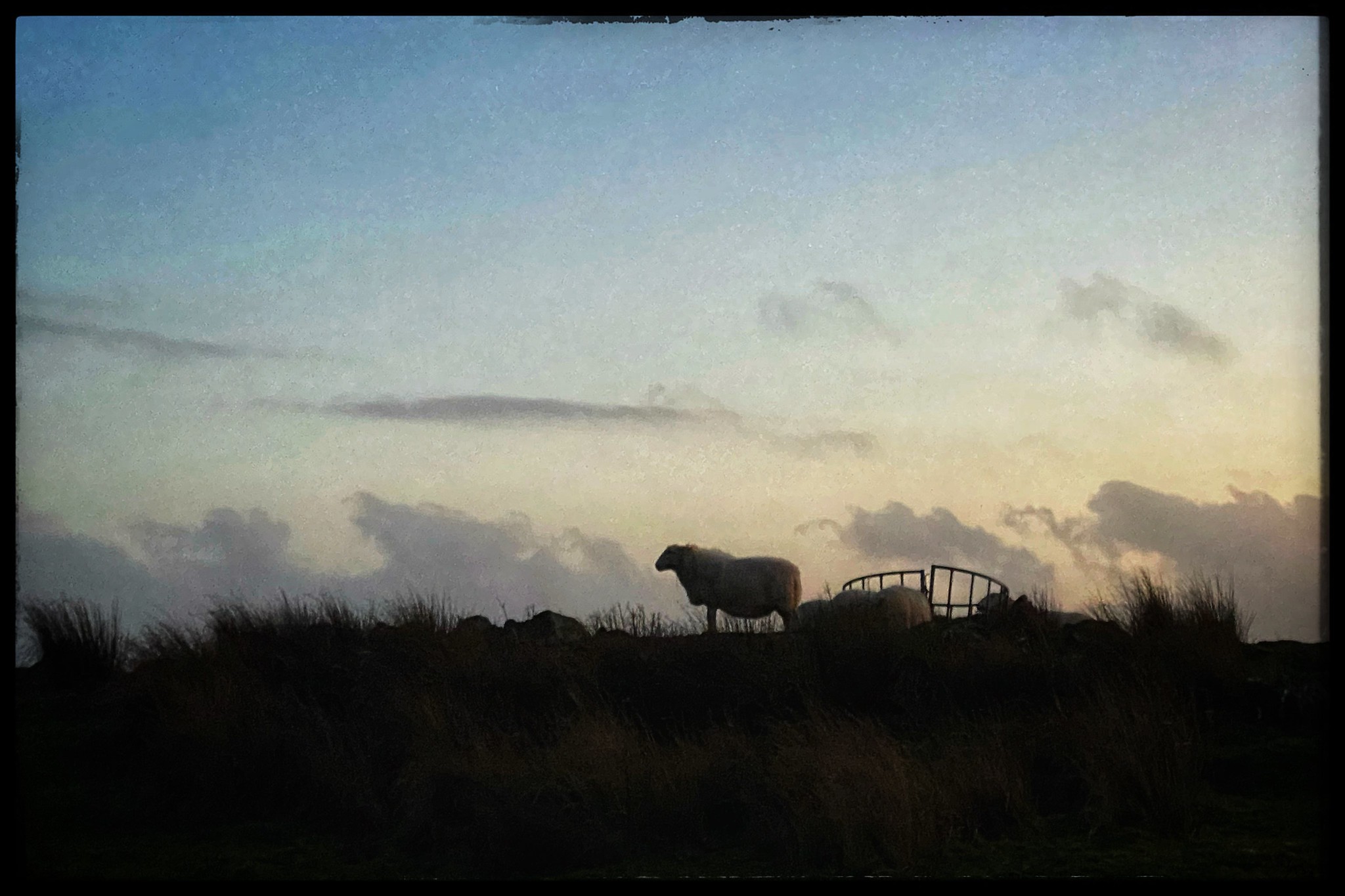 minimal landscape with sheep
