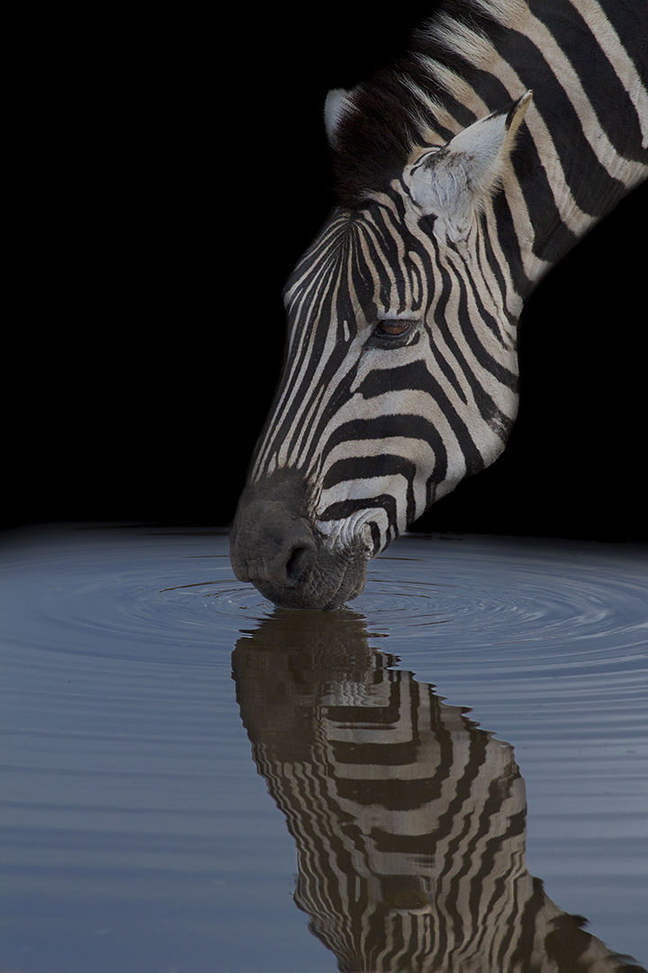 zebra and a puddle of water