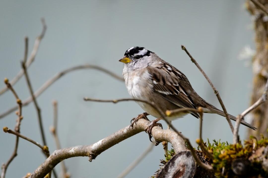 white-crowned sparrow