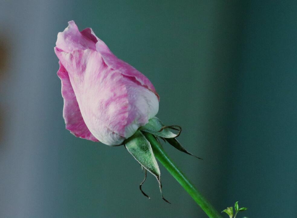 simple rose shot