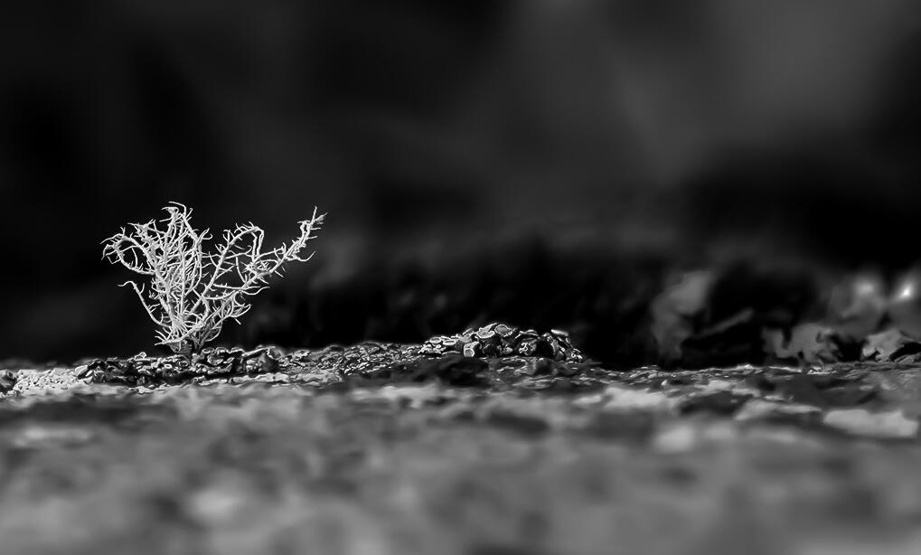 wolf lichen