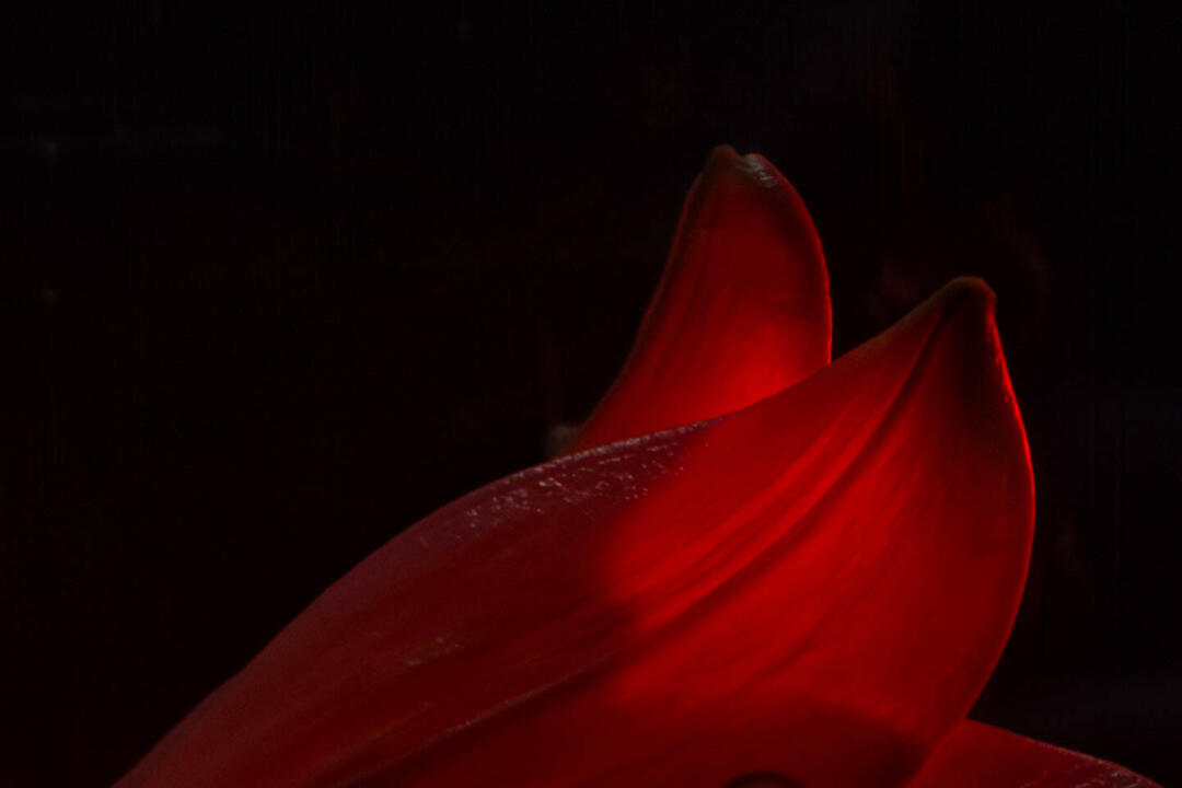 white lily red light painting