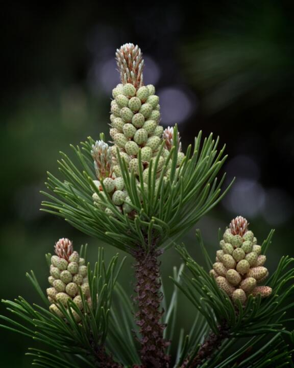 pine trees polen