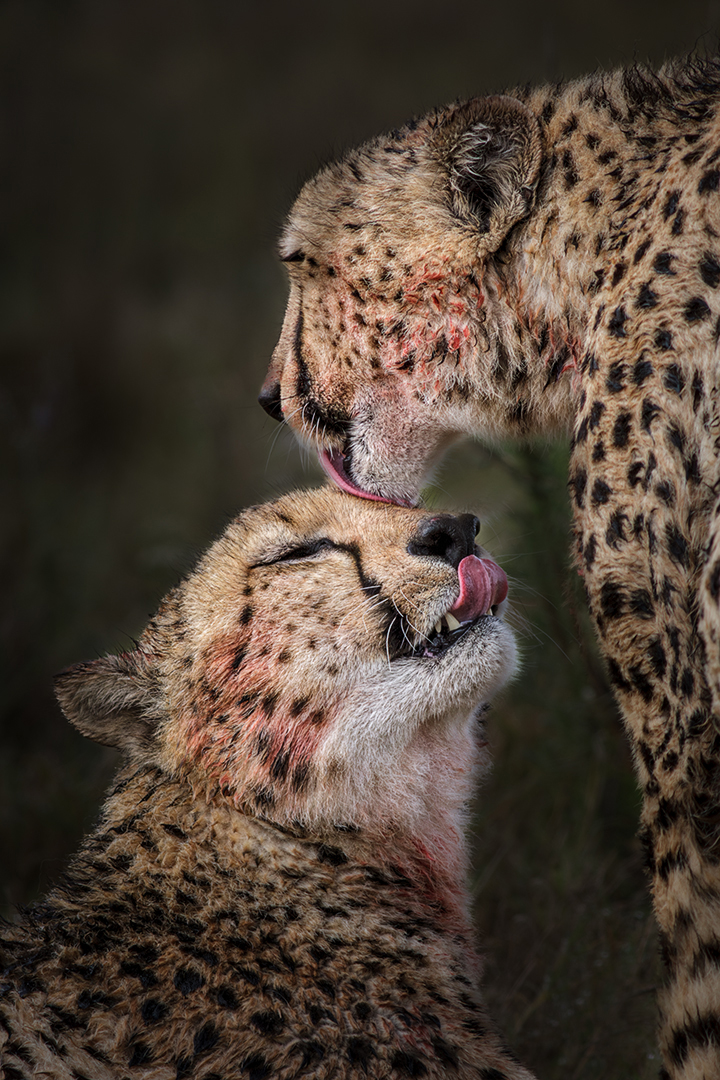 baby and mom cheetah