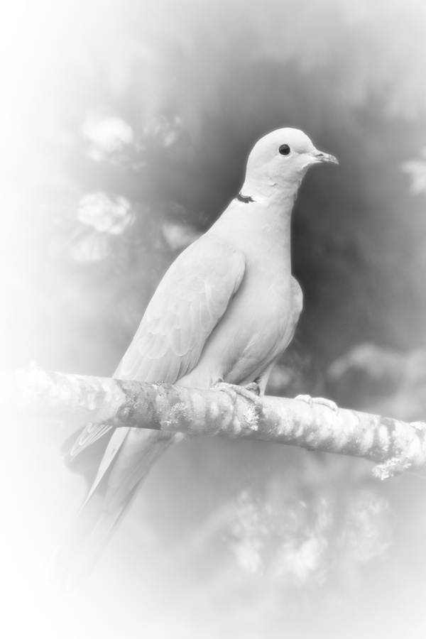 black and white dove