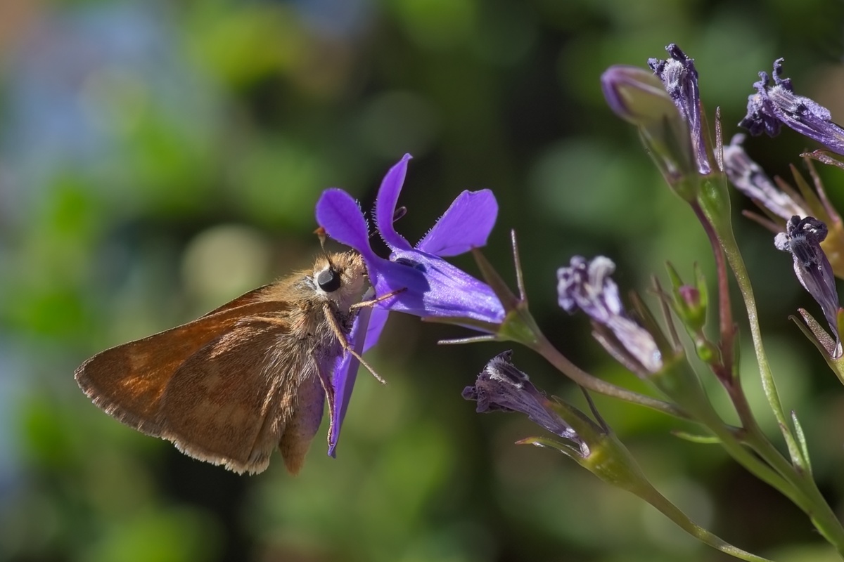 butterfly on a flower closeup