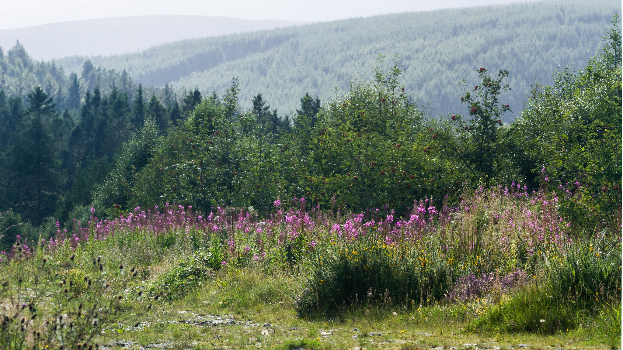 purple flowers in the field