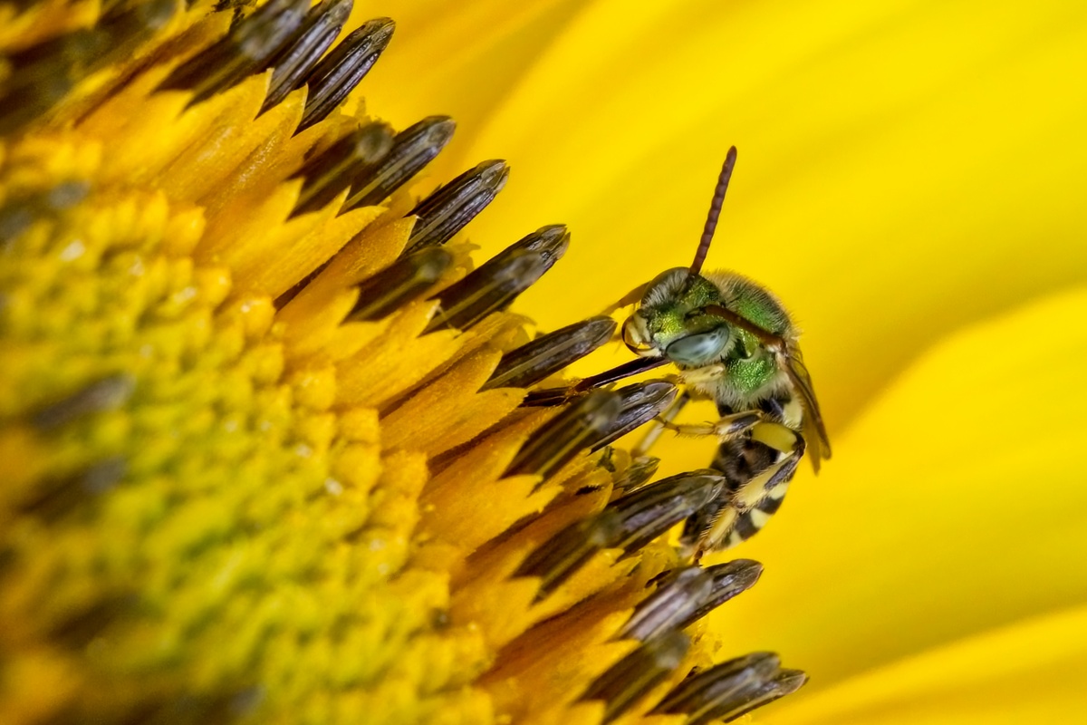 bee closeup yellow background