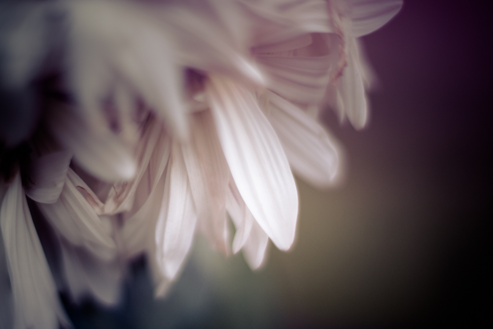 soft focus white flowers