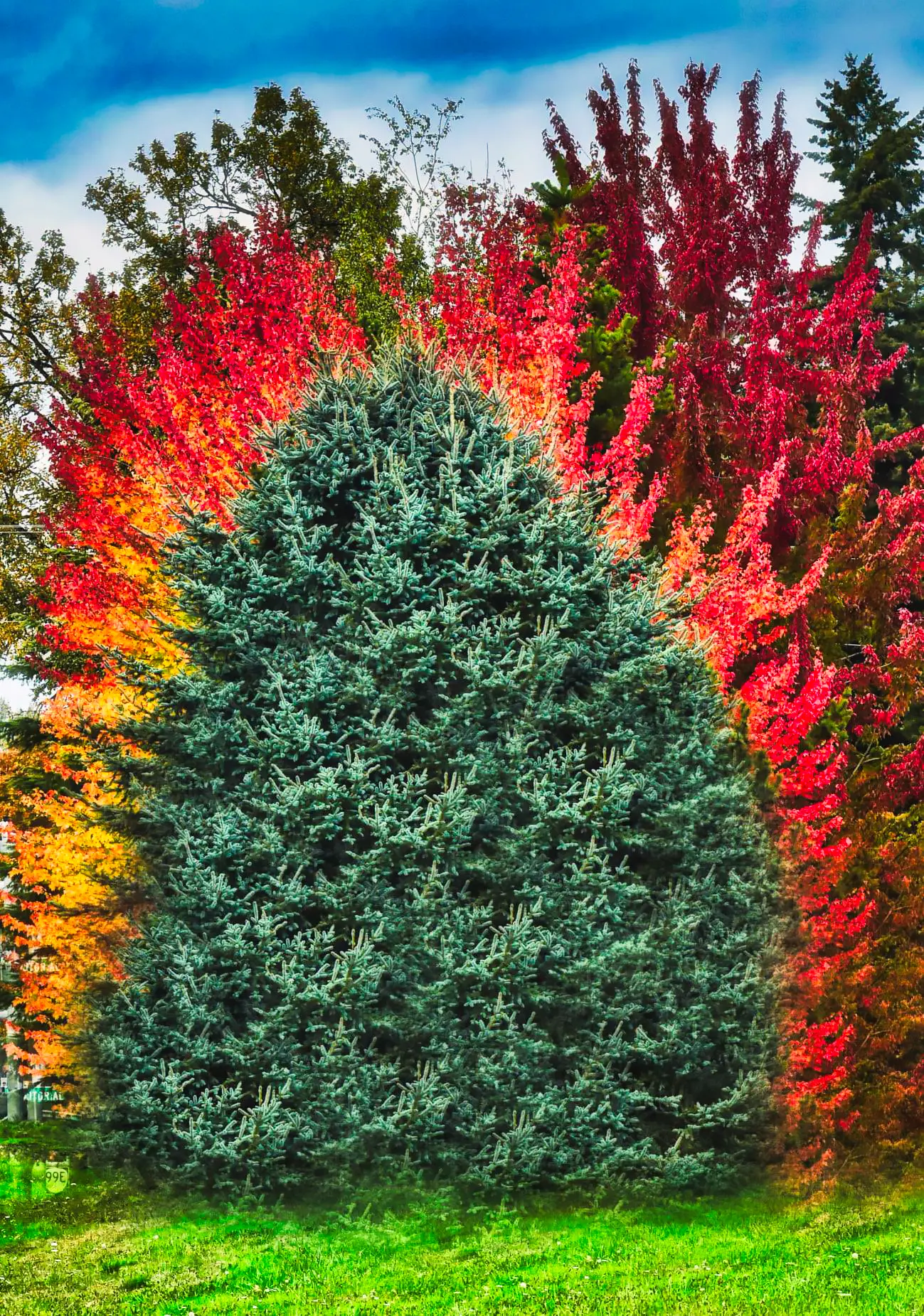 red and green bush