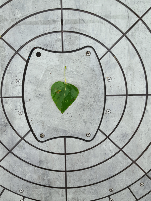 leaf on a concrete