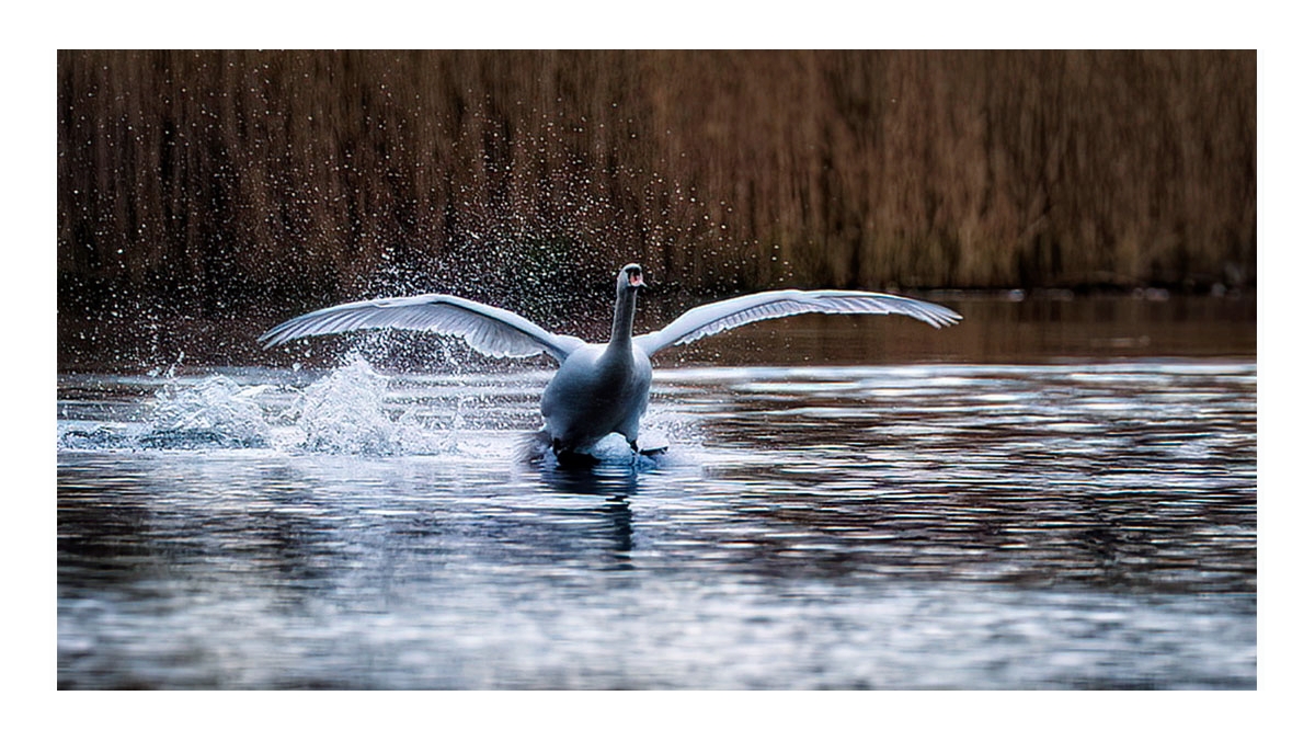 goose making a splash