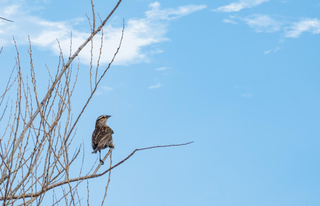 red-winged blackbird