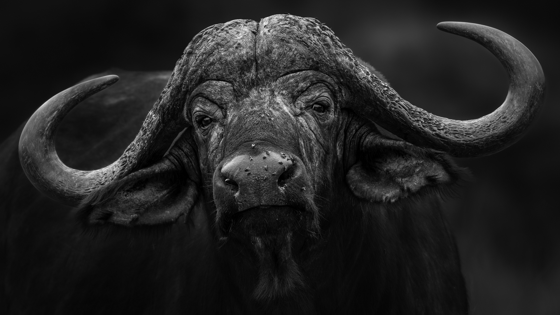 black death bull