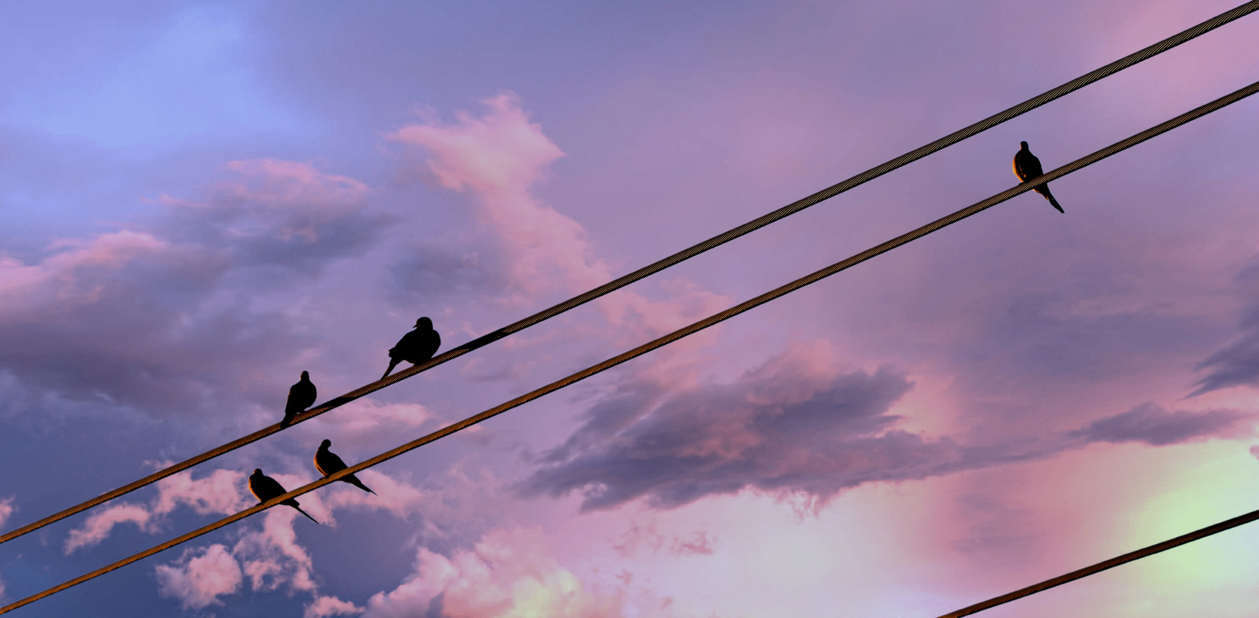 five birds on a wire