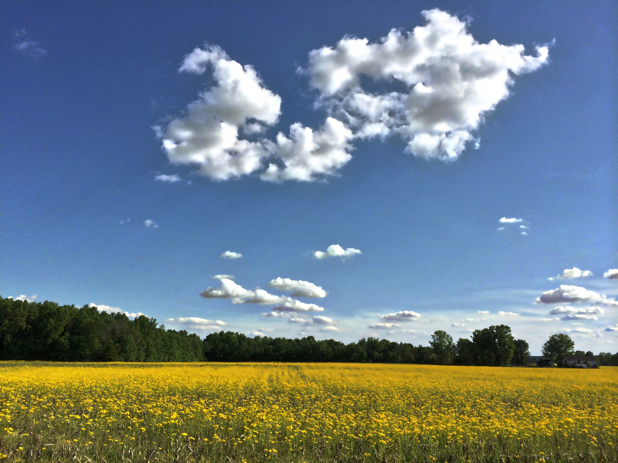 peaceful field yellow flowers