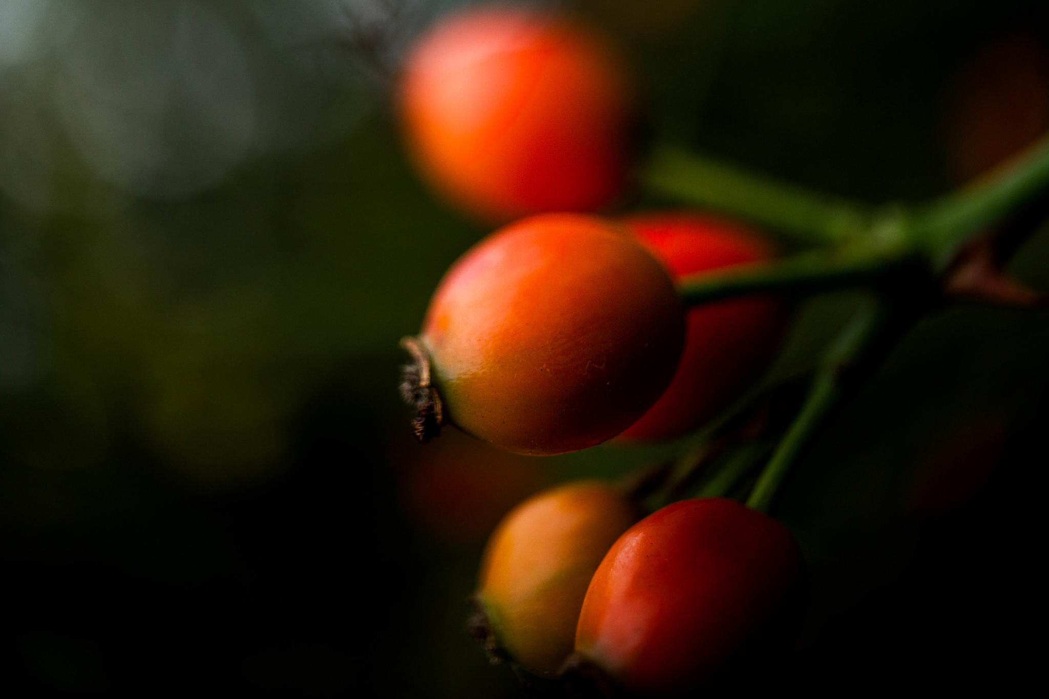 rosehip freelensing