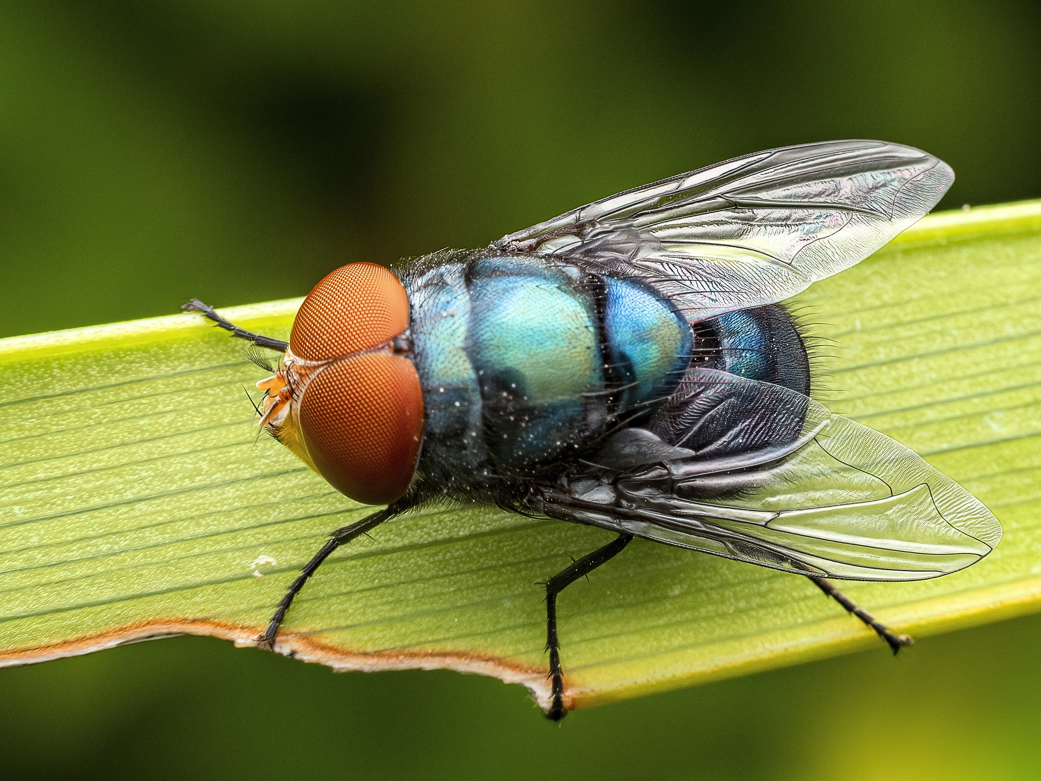 fly on a leaf