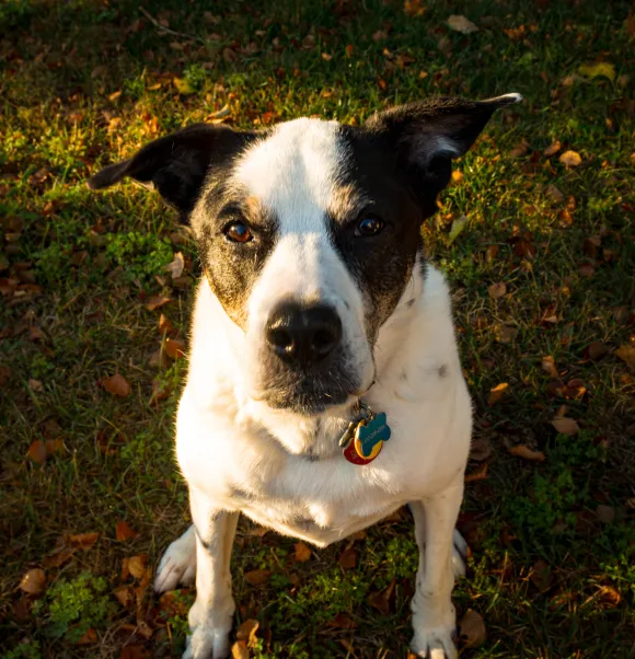 dog closeup shot