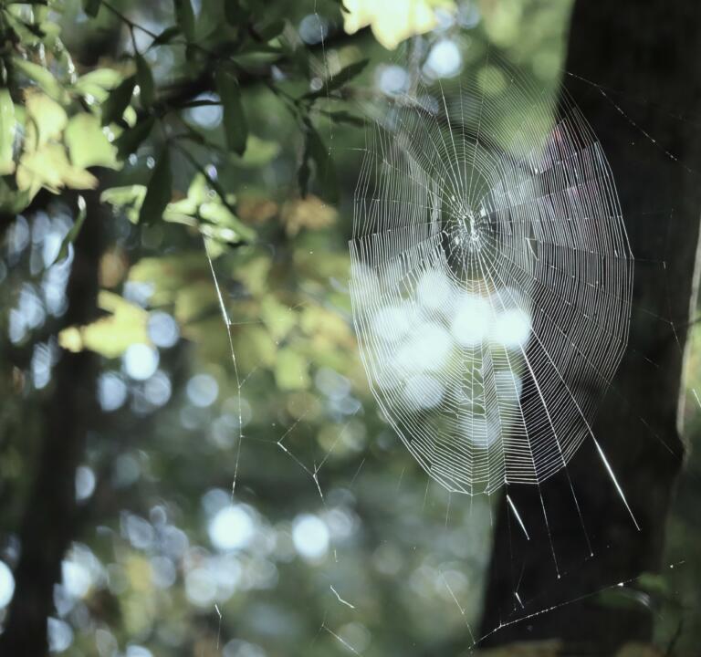 cobweb on a green background